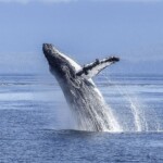 baleia jubarte avistamento de cetáceos