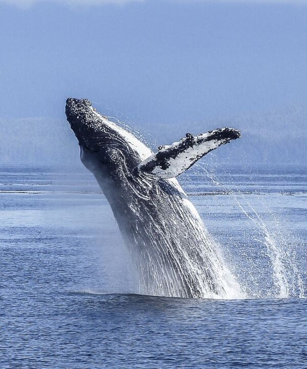 baleia jubarte avistamento de cetáceos