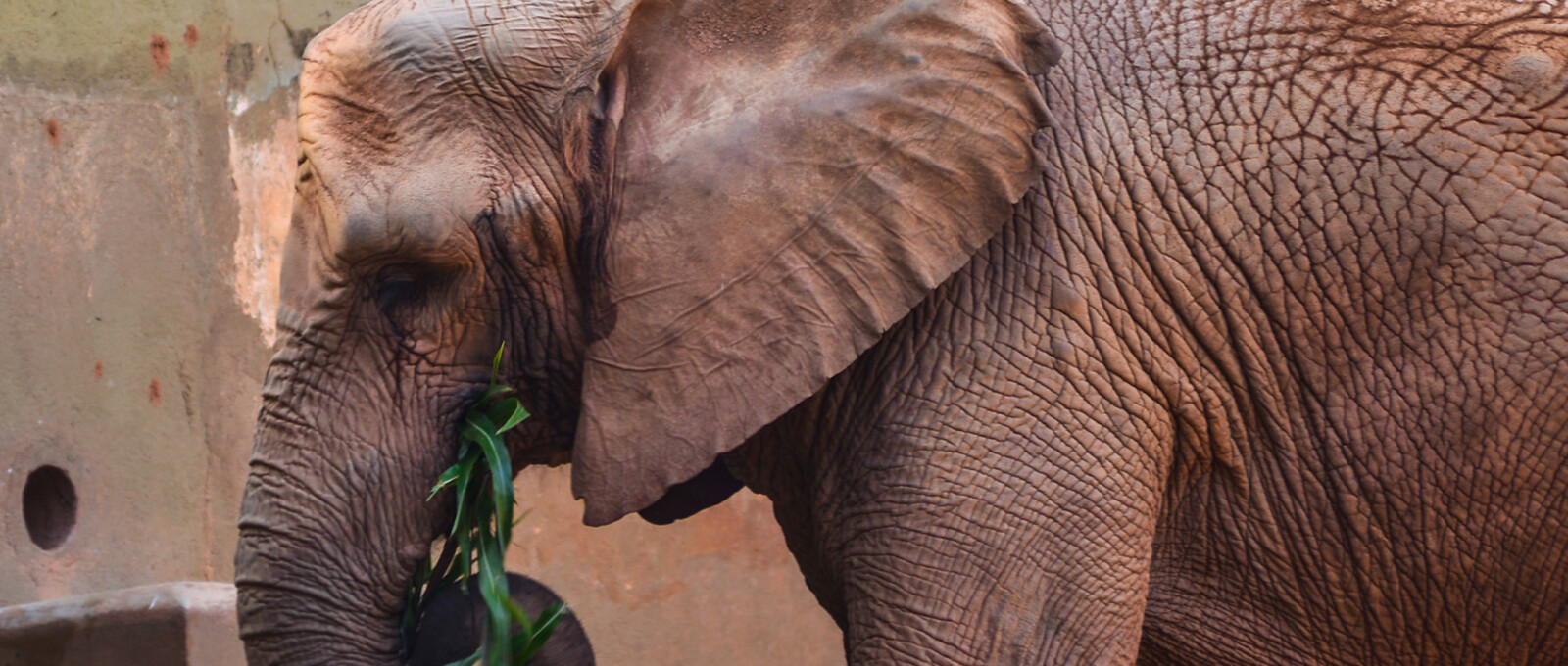 zoológico de são paulo